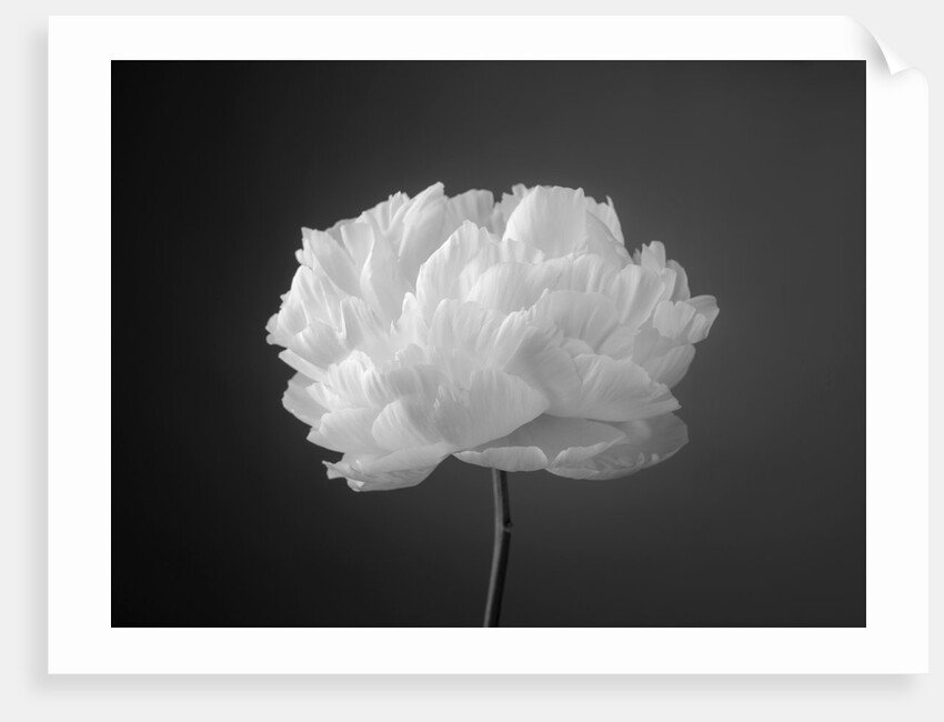 Peony flower by Assaf Frank